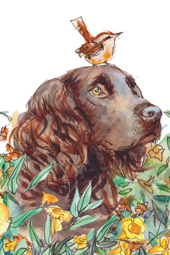 The Ultimate Boykin Spaniel Children’s Book by Summer Shieder